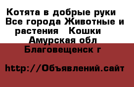 Котята в добрые руки - Все города Животные и растения » Кошки   . Амурская обл.,Благовещенск г.